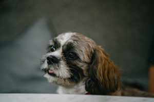 SHIH TZU: The Family’s Sweet Lion Dog