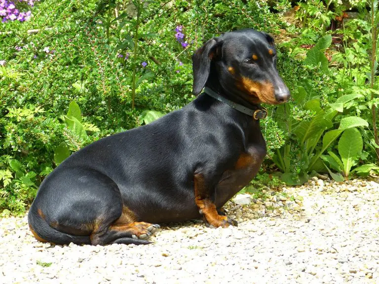 Dachshund