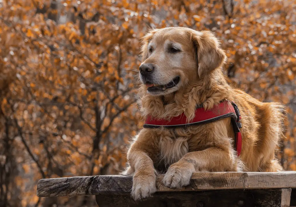 Golden Retriever