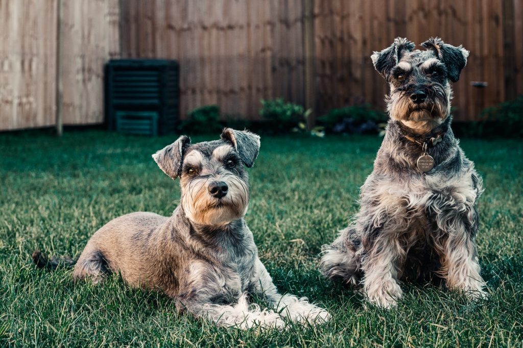 MINIATURE SCHNAUZER: A Merry Little Dog With A Big Personality