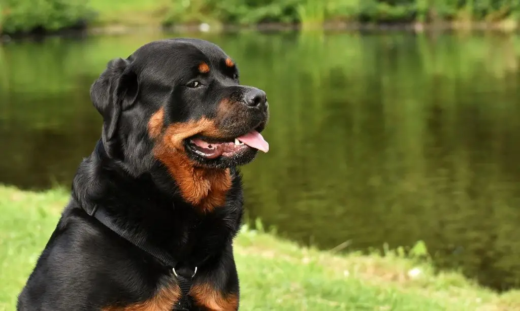 Rottweiler