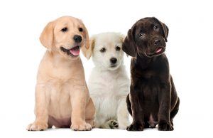 What to Look For When Buying a Labrador Puppy