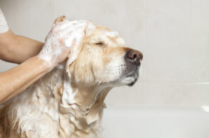 01-DO YOU BATHE A DOG BEFORE GROOMING