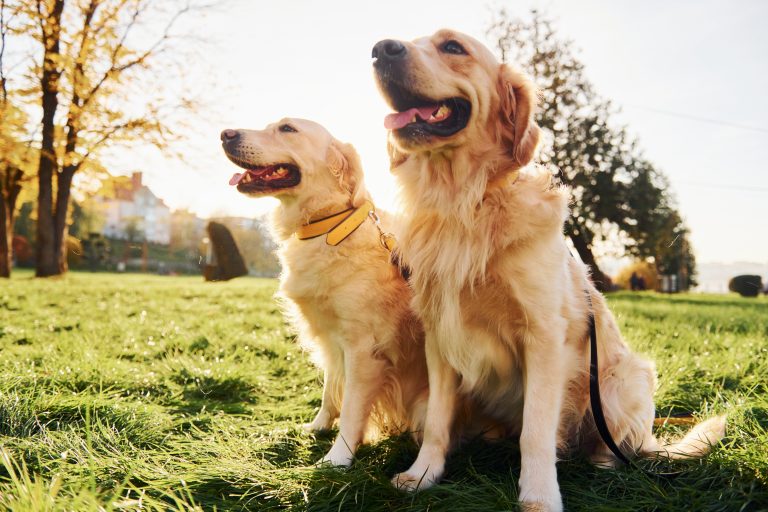 Are Golden Retrievers Loyal and Protective?