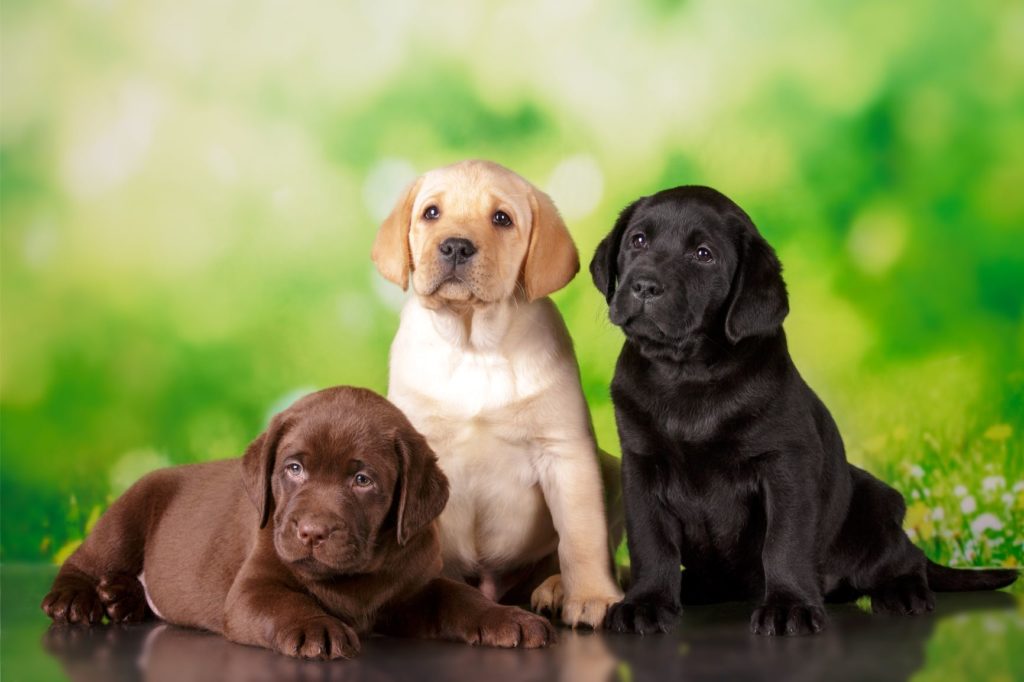 adorable-labrador-puppies