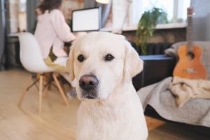 beautiful-labrador-at-home-m