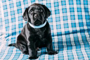 How Big Do Labrador Retriever Grow?