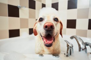 How To Groom A Labrador Properly