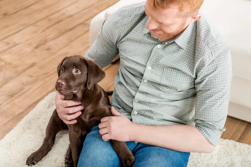 What It’s Like Owning A Labrador – We Hear From Some Owners