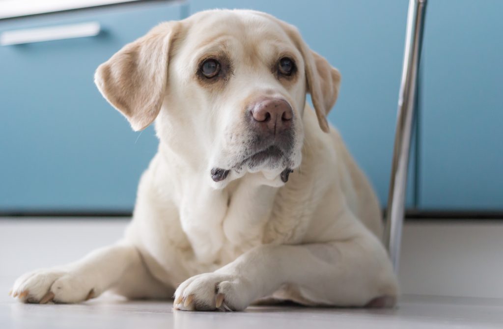 How Long Can Labradors Be Left Alone