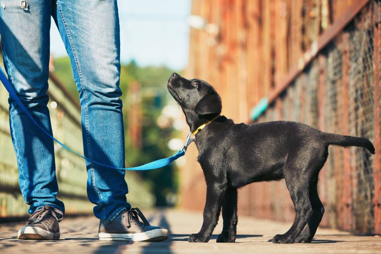 What To Look Out For When Training Your Labrador Puppy