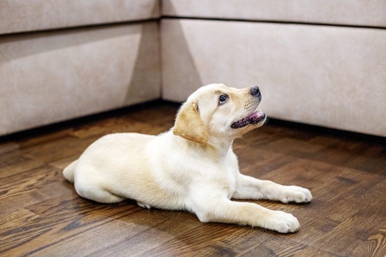 How Much Does It Cost To Raise A Labrador Retriever?