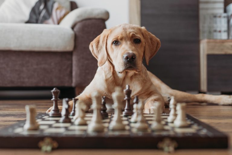 How Smart Are Labradors?