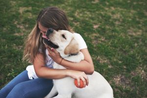 How To Choose A Healthy Labrador Retriever To Bring Home