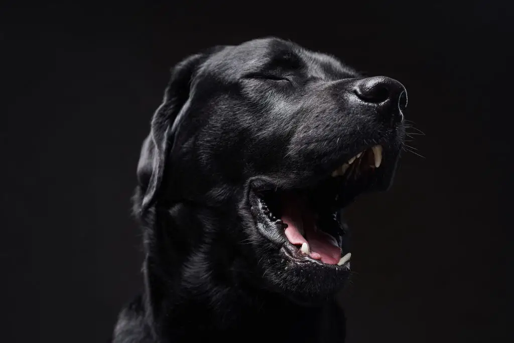 How to Train Your Labradors To Stop Barking