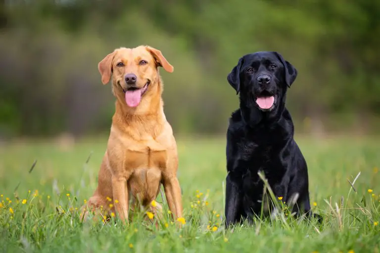 English Labrador and American Labrador