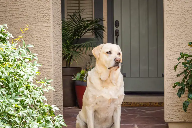 Do Labrador Retrievers Make Good Guard Dogs?