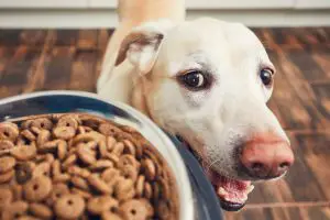 Best Dog Foods For Labrador Retrievers