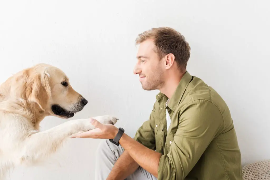 How To Trim Golden Retriever Paws