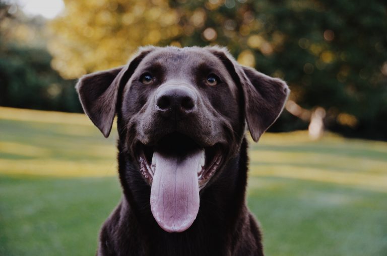 What To Look For When Buying A Labrador