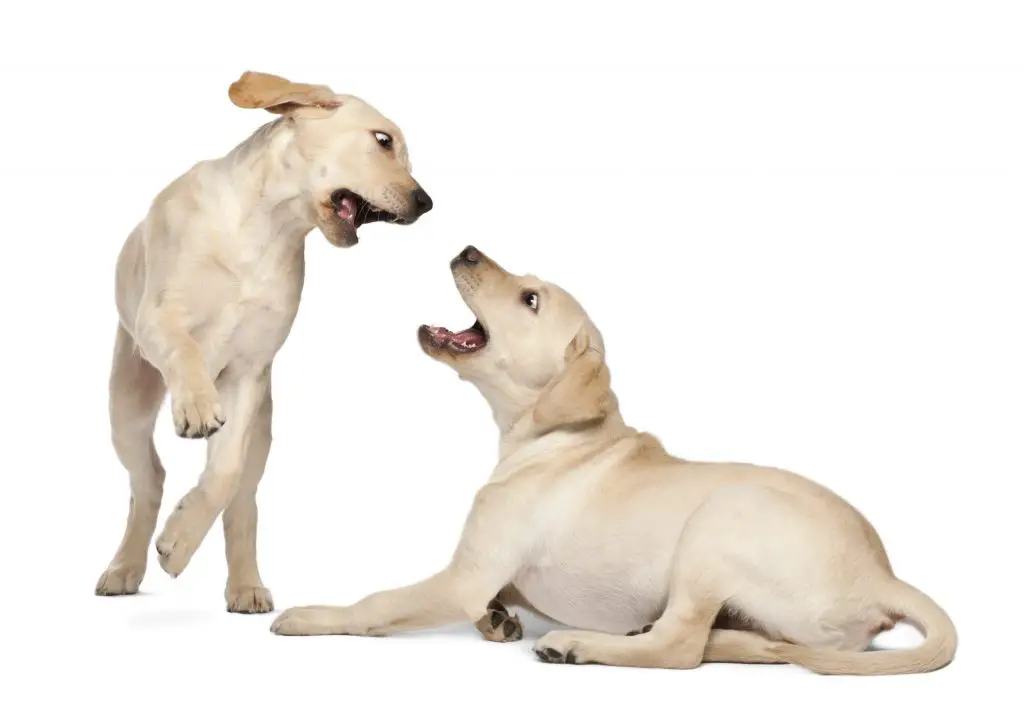Are Labrador Retrievers Aggressive?