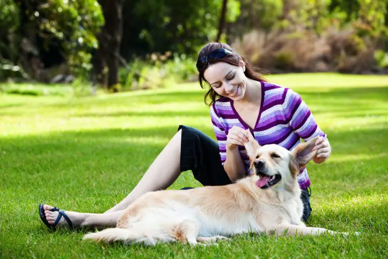 How To Clean Golden Retriever Ears