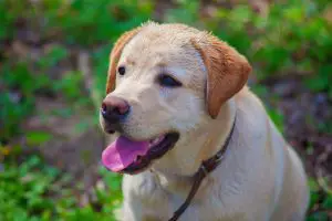 Do Labrador Retrievers Shed? Here Are The 12 Things You Need To Know