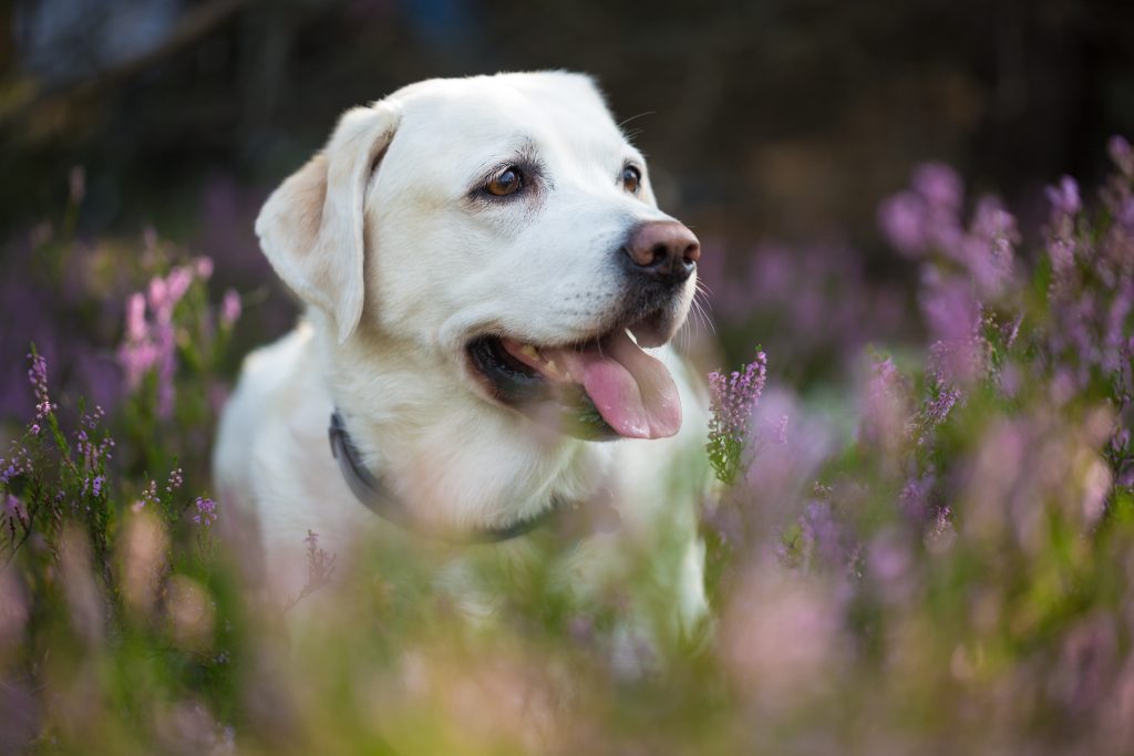 Old Labrador Health Problems You Should Watch Out For