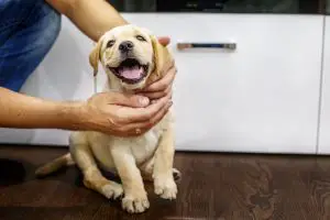 How To Potty Train A Labrador Retriever Puppy