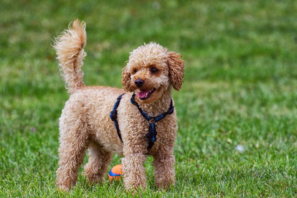 THE POODLE: The Fashionista’s Favorite Dog Pups Central